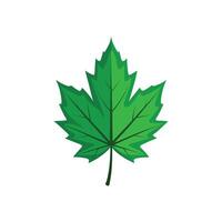 Abstract Green Maple Leaf Design with Modern Illustration Design on White Background vector