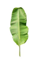 Large Green Banana Leaf, green banana tree leaf isolate on transparent background, banana leaf set on transparent background, png