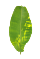 A green banana tree leaf isolate on transparent background, banana leaf set on transparent background, png