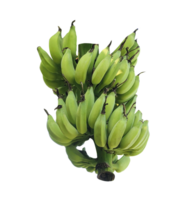 Green Bananas Bunch, bananas on a branch with leaves and green leaves png
