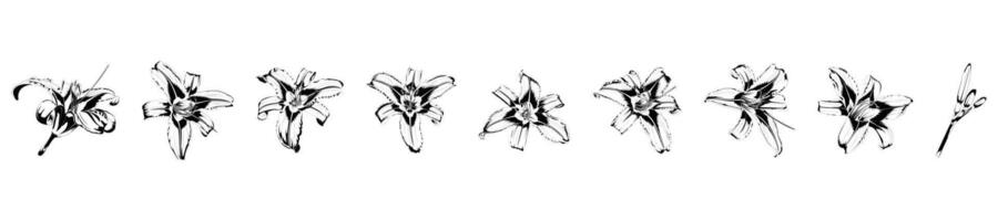Set of isolated illustrations of black and white lilies on white background vector