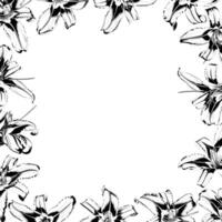Square frame of black and white lilies on white background vector