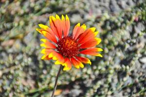 Single gaillardia flower. Beautiful red and yellow gaillardia flowers blooming in the autumn. photo