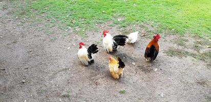 Hen or chicken on green grass field in ranch farm. photo