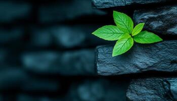 A green leaf stands out against a backdrop of dark stones, highlighting nature's resilience photo