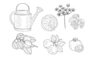 Garden Elements Set, Watering Can, Cabbage, Dill, Raspberry, Apricot and Apple Branches, Pomegranate Black and White Hand Drawn Illustration vector