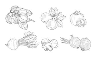 Garden Elements Set, Watering Can, Apricot and Apple Branches, Pomegranate, Beetroot, Mushroom, Onion Black and White Hand Drawn Illustration vector