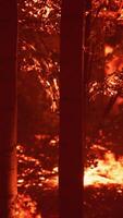 Large flames of forest fire video