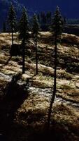 trees on meadow between hillsides with conifer forest video