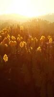 Sunlight in spruce forest in the fog on the background of mountains at sunset video