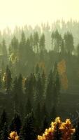 Sunlight in spruce forest in the fog on the background of mountains at sunset video