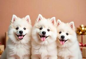 Three white pups sitting on bed with their tongues out and their mouths open. They all smiling and seem to be enjoying each other's company photo