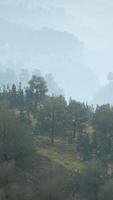 trees on meadow between hillsides with forest in fog video