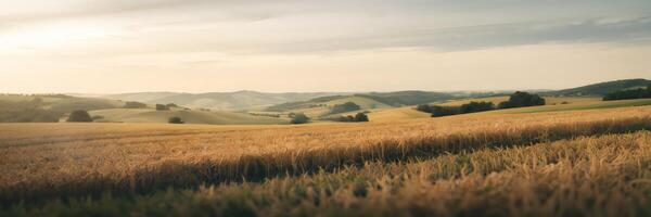 Rolling hills and golden crops under hazy summer sky photo