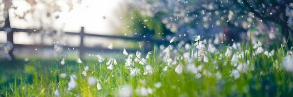 Dreamy spring background with blooming flowers and glowing sunlight photo