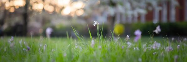Lush spring scene with blooming flowers and warm sunlight photo