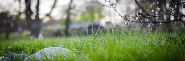 Blurred spring scene with green grass and budding trees photo