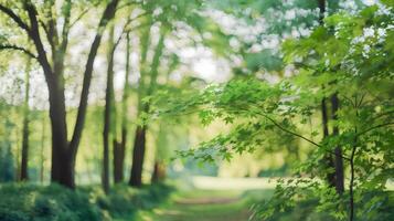 Sunny forest with blurred trees and soft light diffusion photo