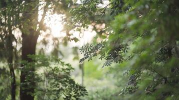 Soft-focus forest scene with sunlight filtering through green foliage photo