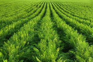 Fresh green plants in rows at carrot field. Agriculture, growing vegetables in industrial volumes photo