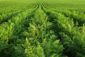 Fresh green plants in rows at carrot field. Agriculture, growing vegetables in industrial volumes photo