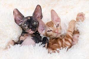 two cute sphinx kittens lie on a light blanket isolate photo