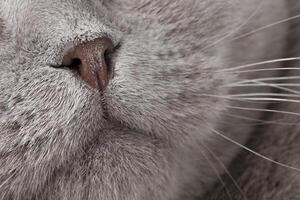 gray cat nose close-up photo