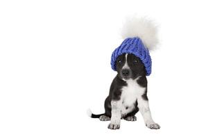 Cute puppy in blue hat isolate photo