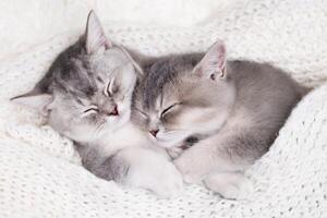 two cute kittens sleeping on a light background photo