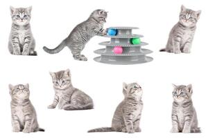 set of cute gray kittens isolate photo