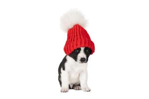 Cute white black puppy in a red hat isolate photo