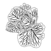 Head of cabbage with pericarp foliage. Doodle style. vector