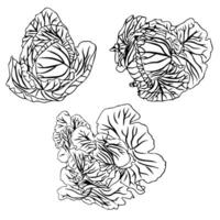 Cabbage heads with lush foliage. Small set of cabbage heads in doodle style. vector