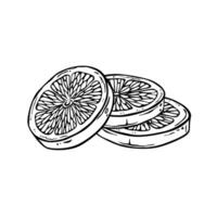 Lemon or lime cut into round slices. Ink drawing of a citrus slice. Outline illustration of fruit dessert. Vitamin healthy food ingredient. free hand contour graphics for menu, logo or label design vector