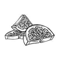 Outline lemon, lime or other citrus fruit slices. Black and white composition of tropical fruit wedges. Cut citron in ink line graphics for design of menu, packaging, label. Sketch in engraving style vector