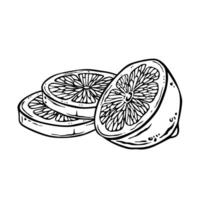 Contour composition of half and round lemon slices. Free hand drawn ink illustration of citrus fruit in etching style for decoration and design of kitchen textiles, packaging or label. Outline sketch vector