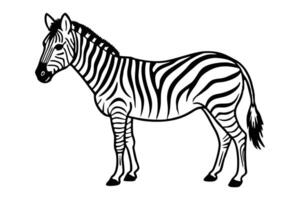 A zebra line art illustration vector