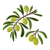 set branch of green olives. A long branch with fruits and leaves. Isolated flat color illustration on a white background. A broken branch with olives. A whole fresh food preparation product vector