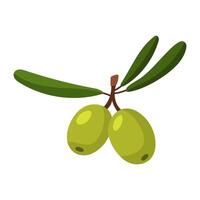 branch of green olives. A group of two fruits with leaves. Isolated flat color illustration on a white background. A broken branch with olives. A whole fresh food preparation product vector