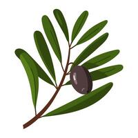 branch of black olives. A long branch, many leaves with one fruit. Isolated flat color illustration on a white background. A broken branch with olives. A whole fresh food preparation product vector