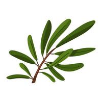 a branch of olives. A long branch with many leaves. Flat color illustration on a white background. A broken branch, nature. A decorative element for decoration. Holidays for making molds vector