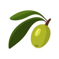 branch with a green olive tree. A fruit with leaves on a branch. Flat color illustration on a white background. A broken branch with olives. Whole food for fresh food preparation vector