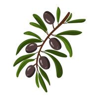 branch of black olives. A long branch with fruits and leaves. Isolated flat color illustration on a white background. A broken branch with olives. A whole fresh food preparation product vector