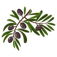branch of black olives. A long double branch with fruits and leaves. Flat color illustration on a white background. A broken branch with olives. Whole food for fresh food preparation vector