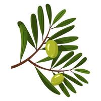 branch of green olives. A long double branch with fruits and leaves. Flat color illustration on a white background. A broken branch with olives. Whole food for fresh food preparation vector