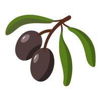 branch of black olives. A group of two fruits with leaves. Isolated flat color illustration on a white background. A broken branch with olives. A whole fresh food preparation product vector