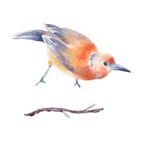 Bird with mix orange and gray-blue feathers hand drawn watercolor isolated. Single bright bird and twig in botanical sketch illustration. Baltimore oriole bird look down painted. Avian watercolor. vector