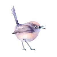 Small bird a round body and soft purples and pastel pinks plumage hand drawn watercolor. Singing bird with tail raised and beak open in botanical sketch illustration. Nature themed art designs. vector