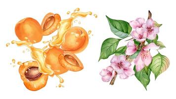 Watercolor set with apricot levitation on splashing juice isolated on white. Illustration pink blooming tree. Blossom branch, leaves and flower of fruit tree hand drawn. Elements for package vector