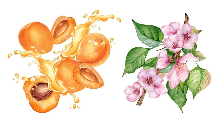 Watercolor set with apricot levitation on splashing juice isolated on white. Illustration pink blooming tree. Blossom branch, leaves and flower of fruit tree hand drawn. Elements for package